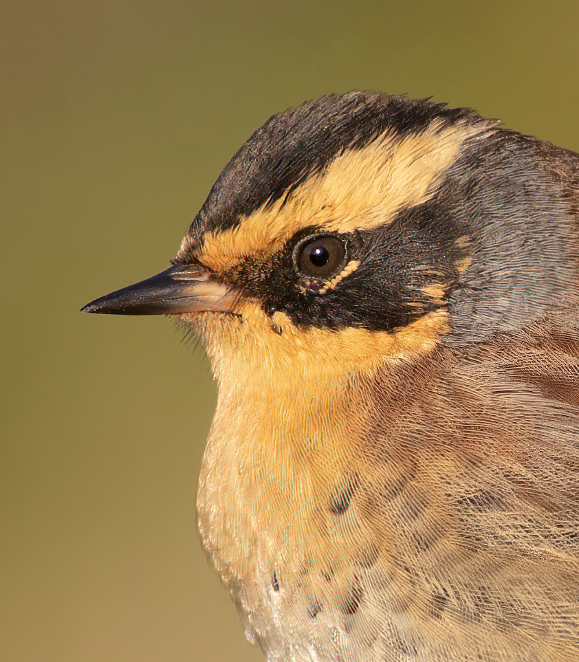 Topaz Labs Denoise Ai Gigapixel Ai And Sharpen Ai Birdguides Topaz Labs Denoise Ai Gigapixel Ai And Sharpen Ai Birdguides
