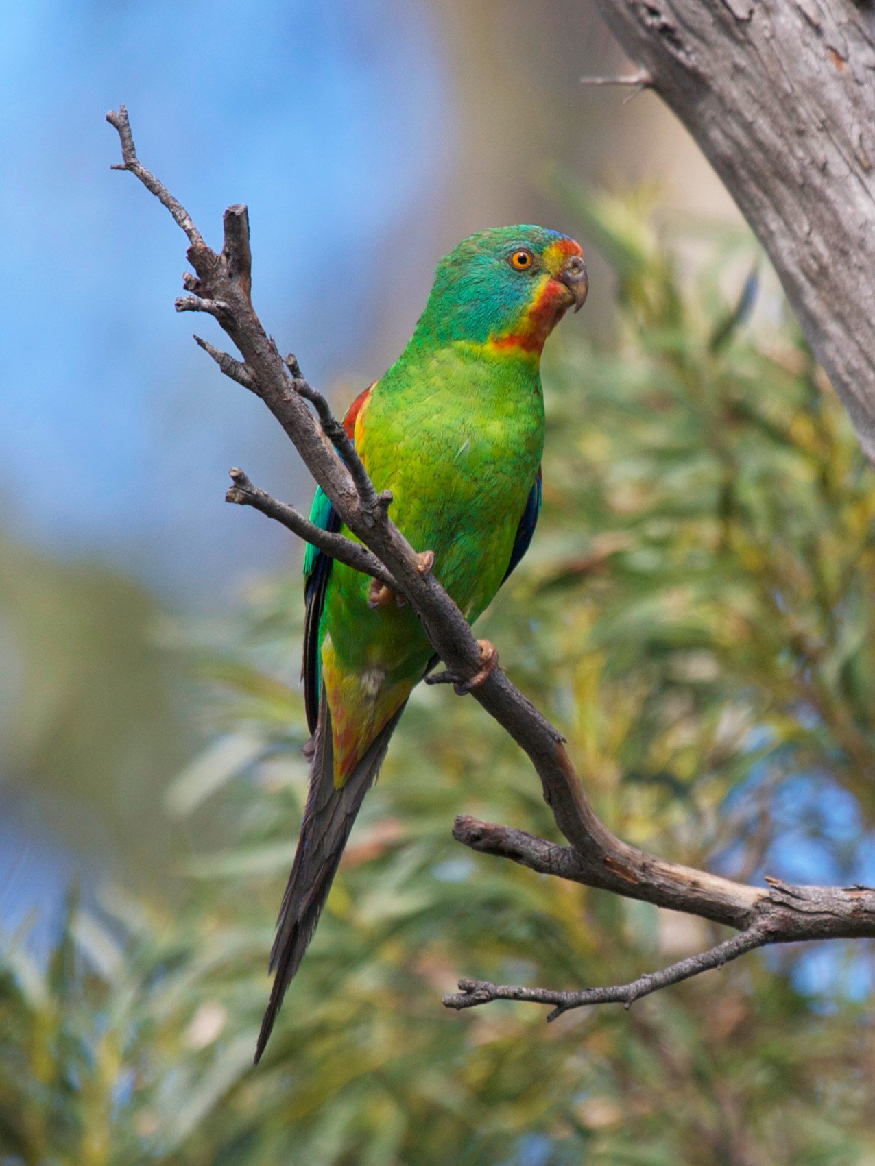 Drones deployed to track Critically Endangered Australian parrot ...