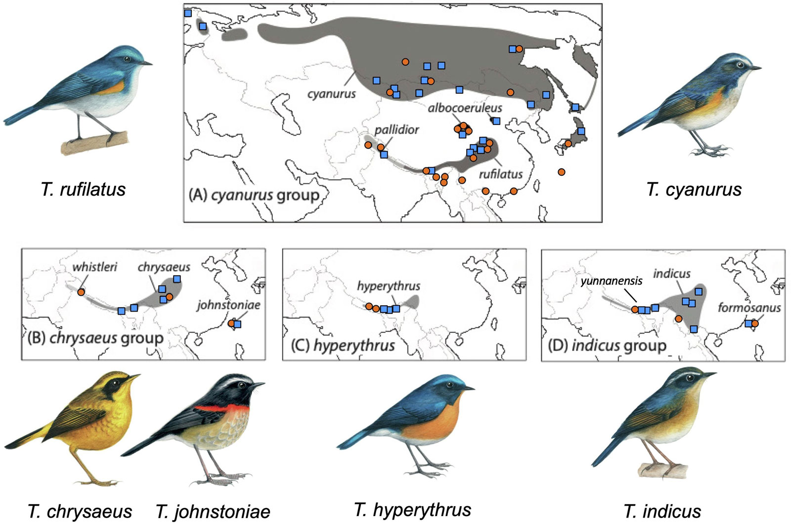 suggest two new species of bush robin BirdGuides