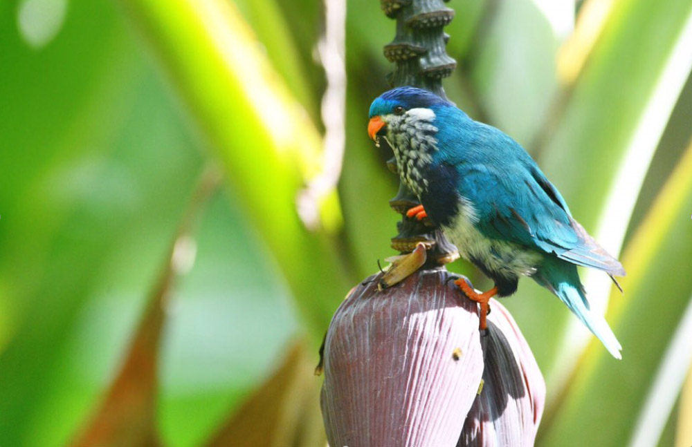 Ultramarine Lorikeet
