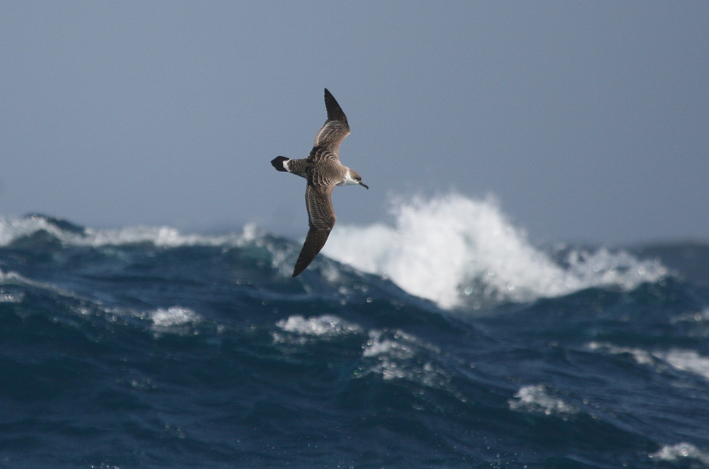August 2021 photo challenge winner - Great Shearwater by Bob Marchant