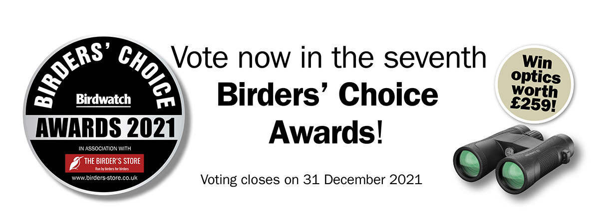 Voting on the annual Birders' Choice Awards is now open