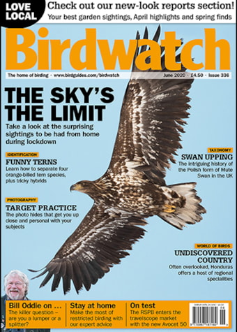 Birdwatch June Cover Birdwatch June Cover