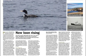 Loon Rising Mn BirdGuides : UK and Worldwide Birding News, Sightings and Alerts ...