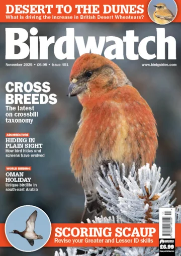 Historic first nesting of Zitting Cisticola in Britain - BirdGuides