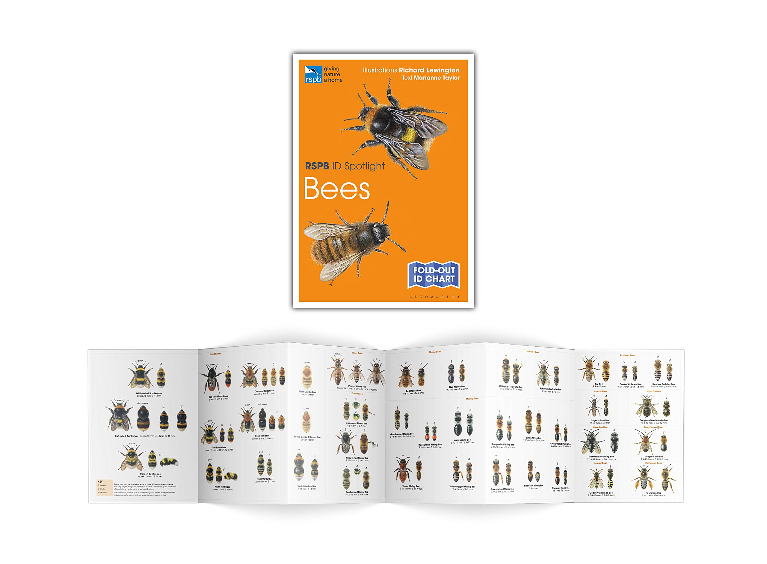 RSPB ID Spotlight - Bees - BirdGuides