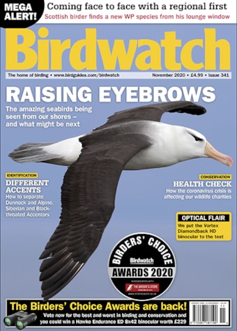 Birdwatch November 2020 issue Birdwatch November 2020 issue