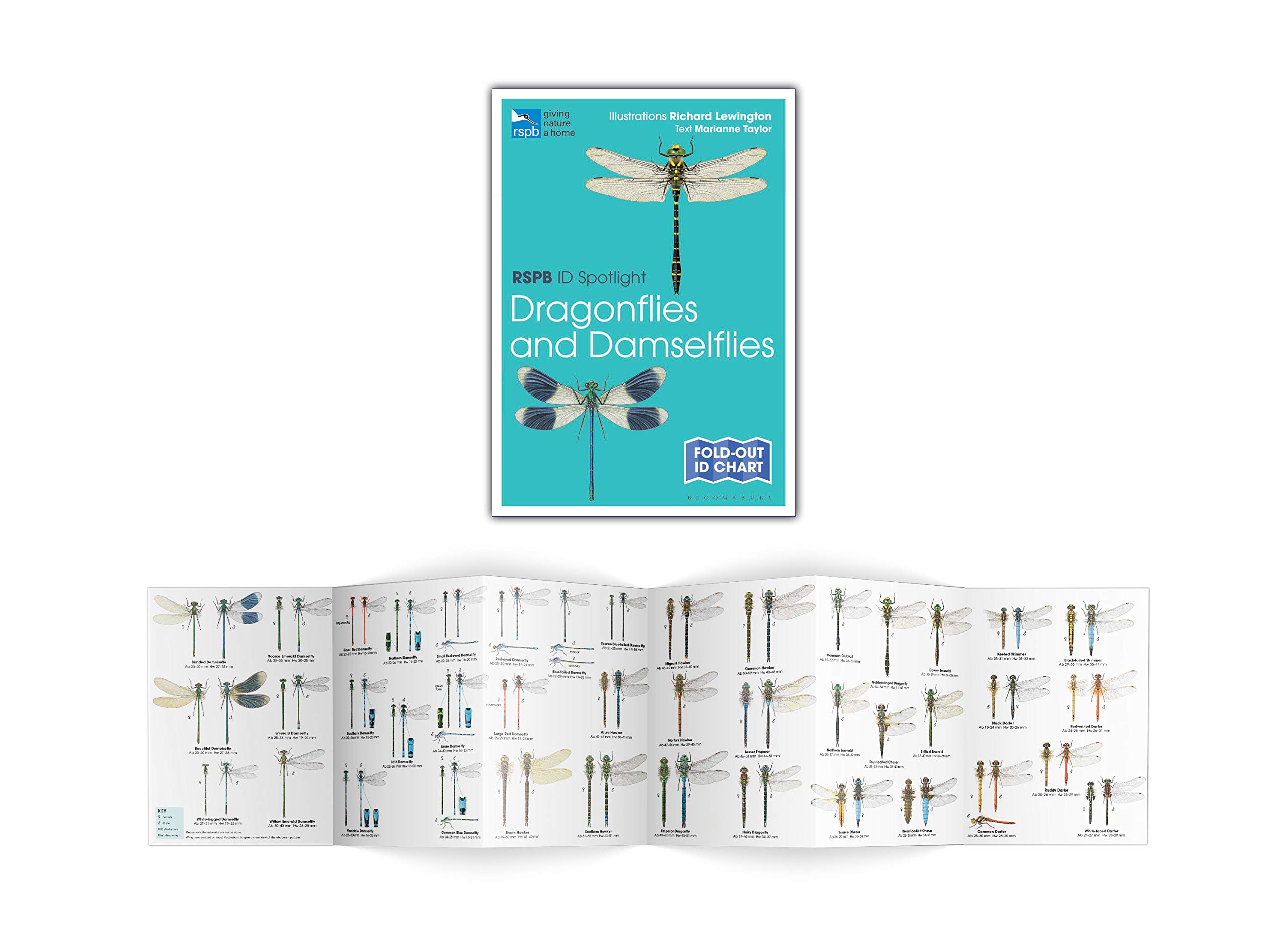 RSPB ID Spotlight - Dragonflies and Damselflies - BirdGuides