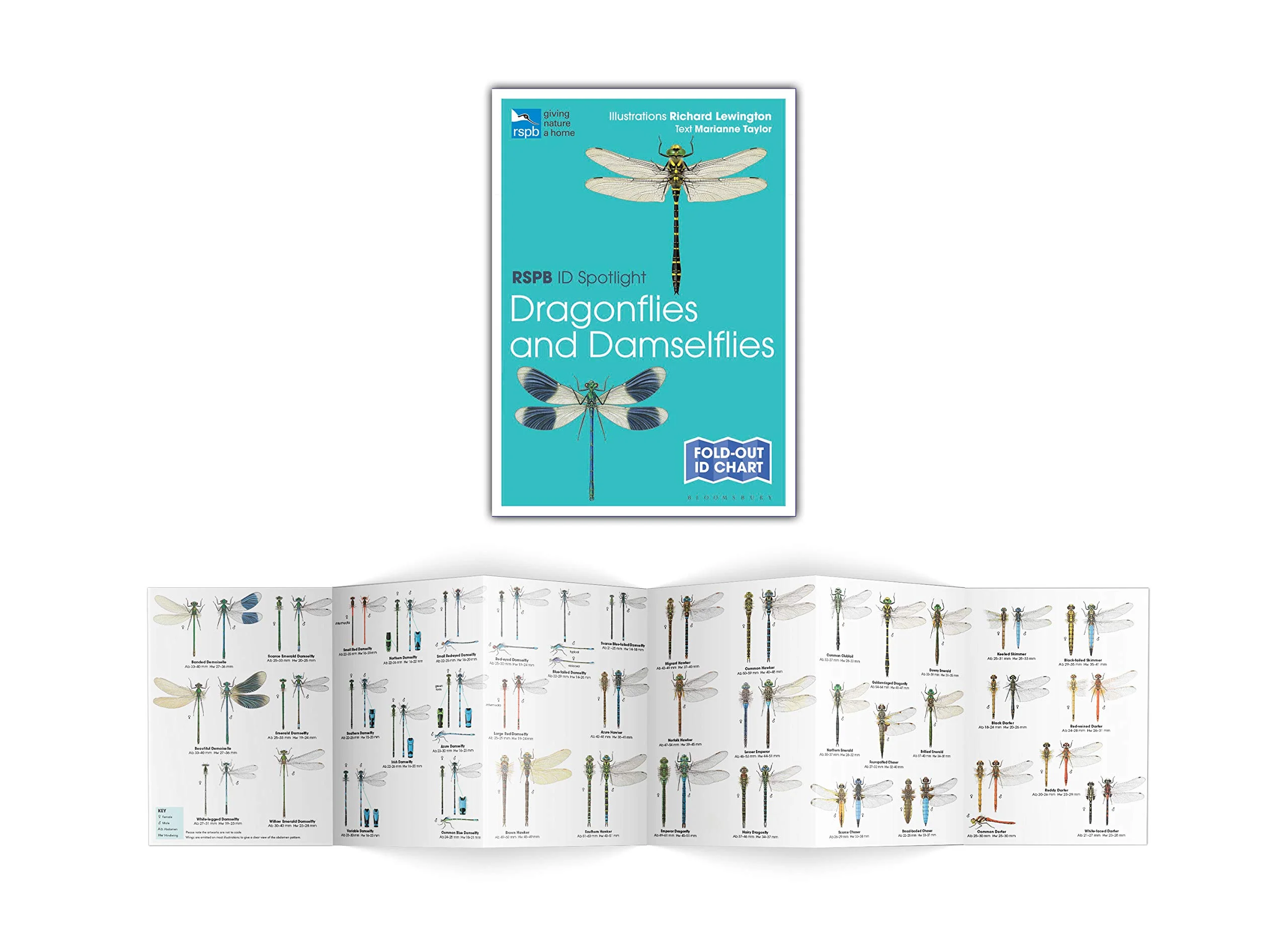 RSPB ID Spotlight - Dragonflies and Damselflies - BirdGuides