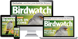Birdwatch Magazine Birdwatch Magazine