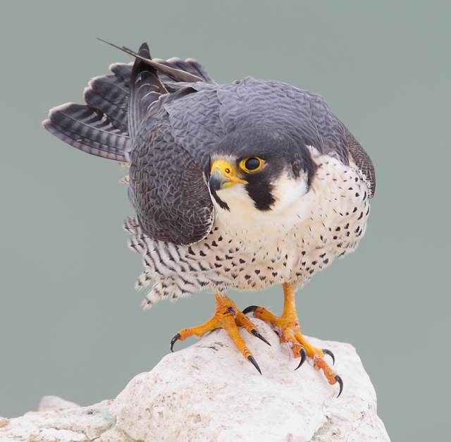 falcon peregrin falcon peregrin