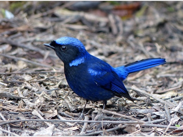 Details : Large Niltava - BirdGuides