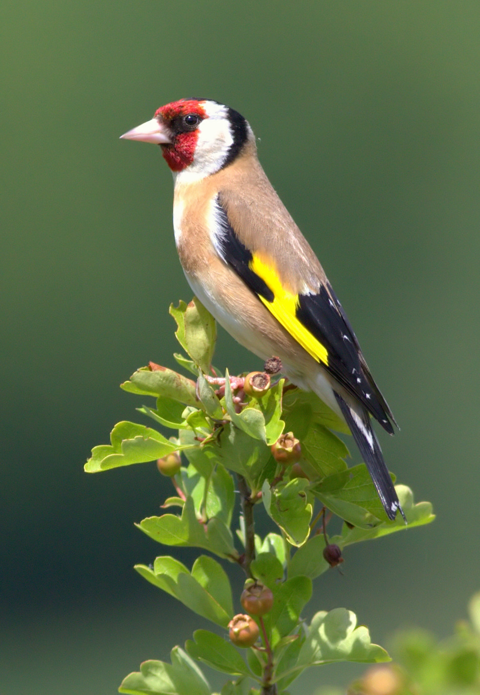 Goldfinch by Neil Rolph - BirdGuides