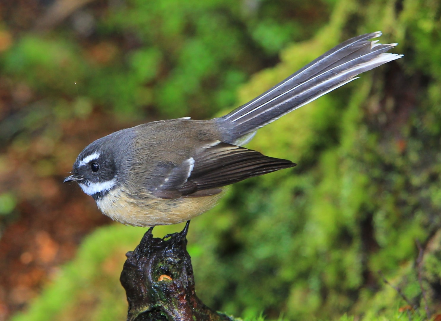 Fantails by Richard Collier BirdGuides
