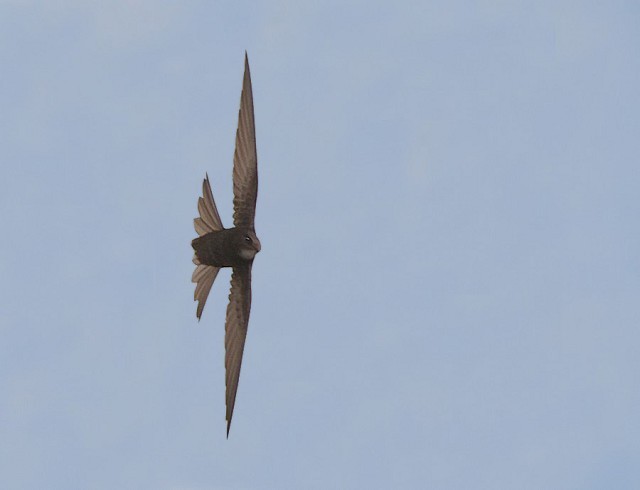Building world urged to take swift action - BirdGuides