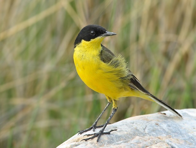 Focus on: shades of Yellow Wagtail - BirdGuides