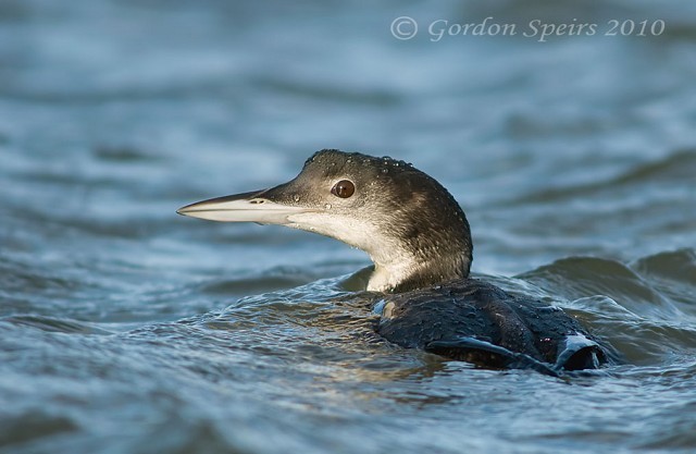 birdguides photo of the week