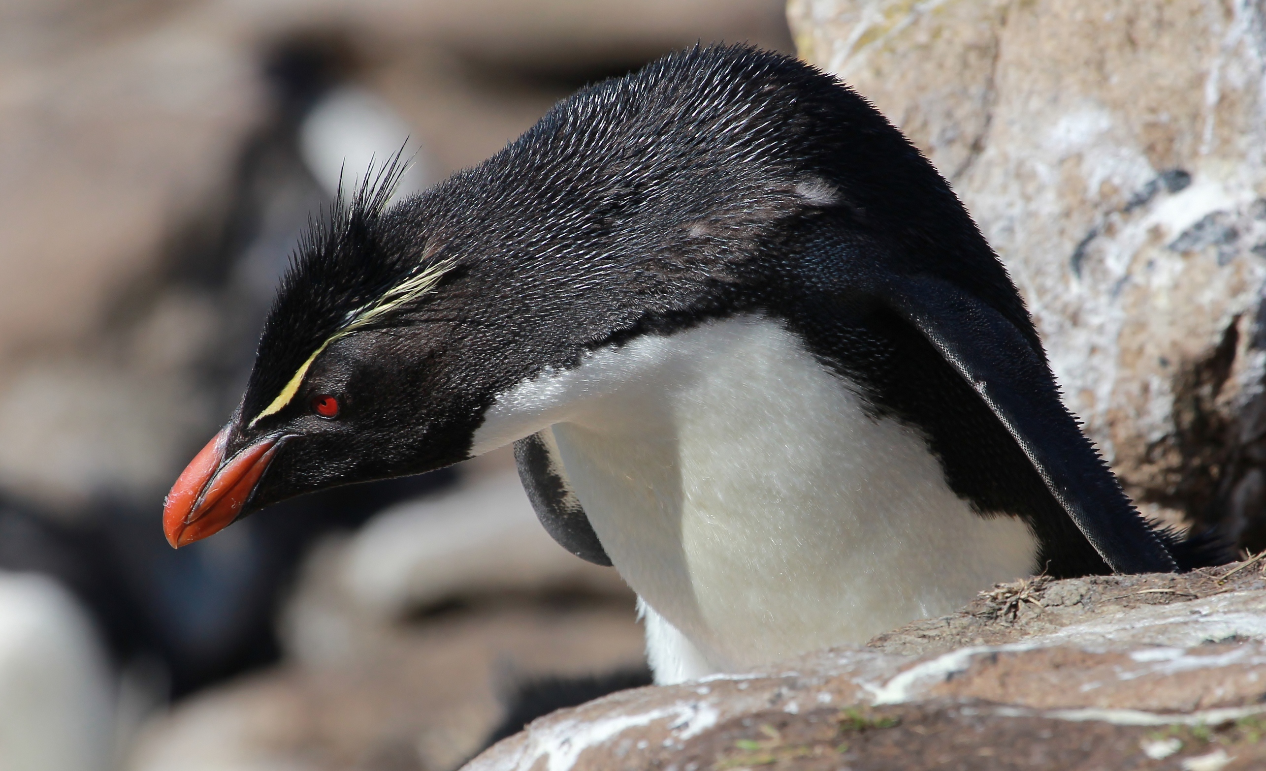 Details : Southern Rockhopper Penguin - BirdGuides