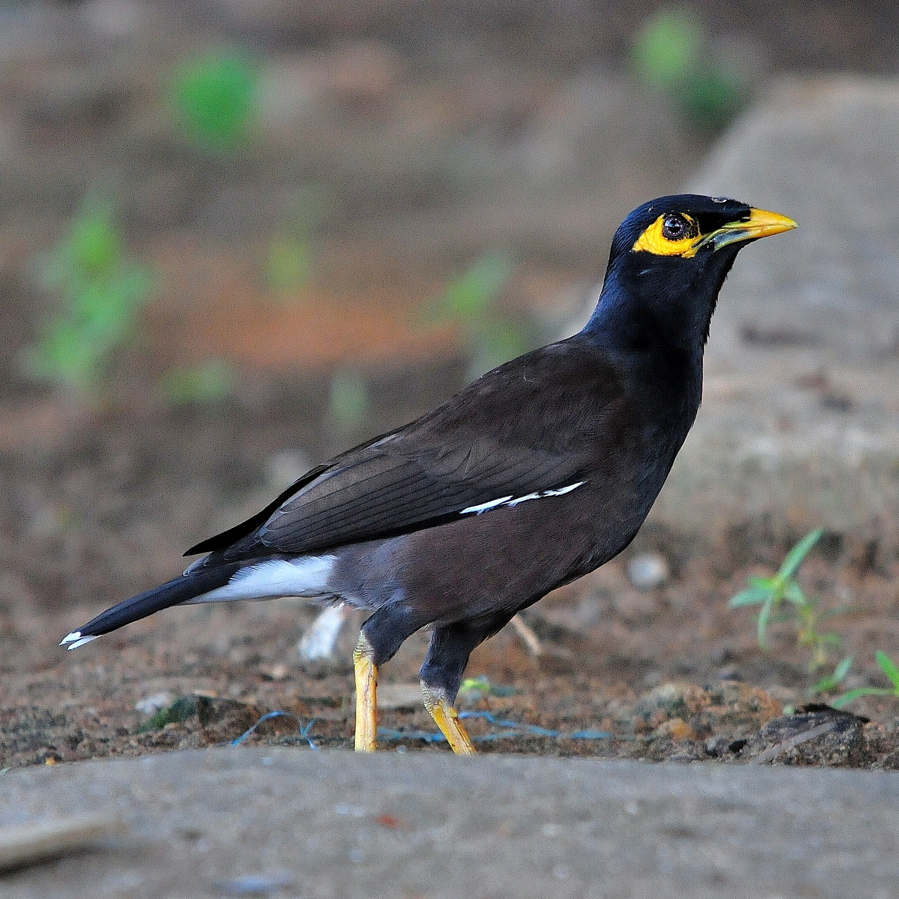 Details Common Myna BirdGuides