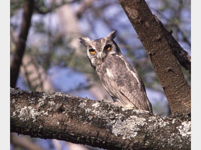 details northern white faced owl birdguides