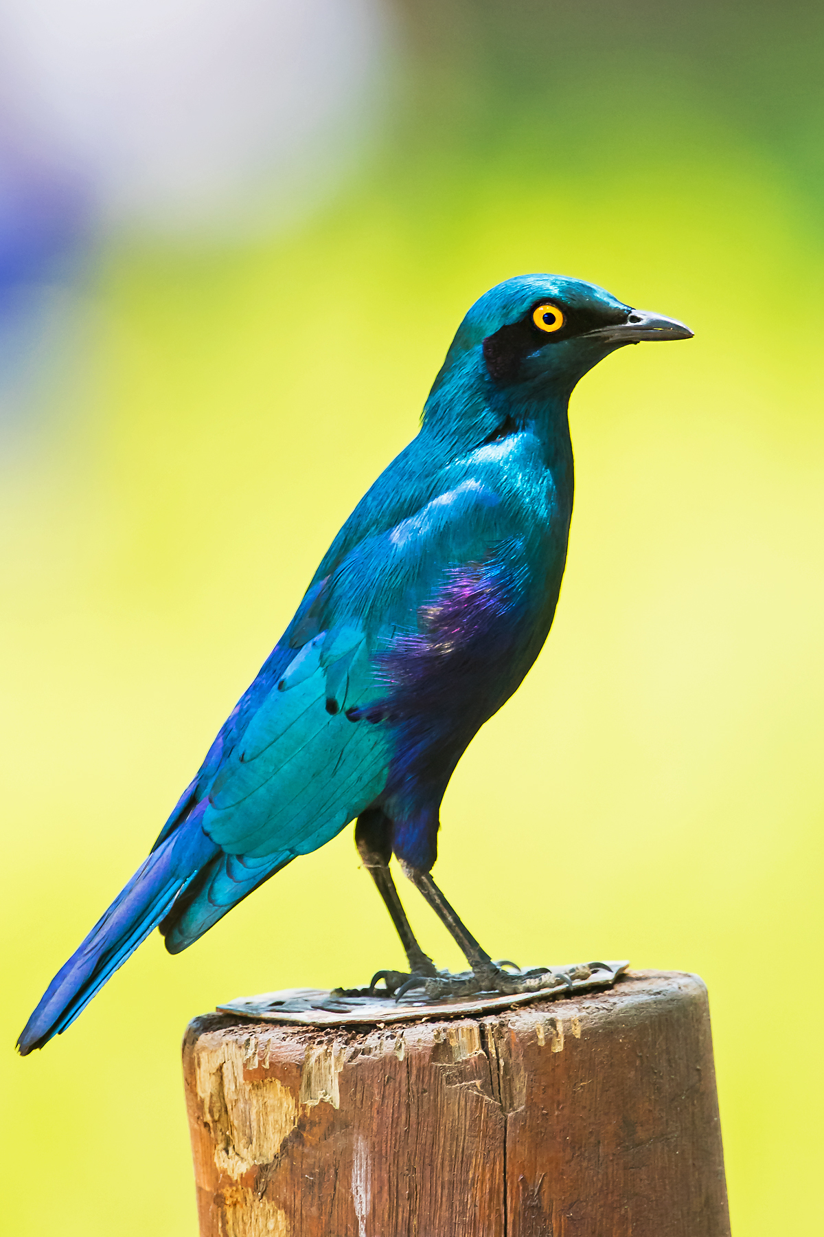 Details Greater Blueeared Starling BirdGuides