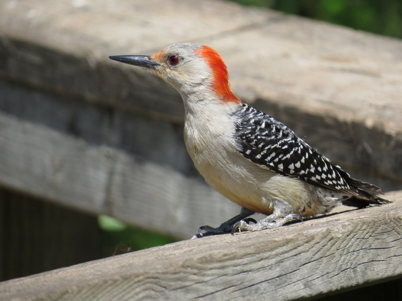Details : Red-bellied Woodpecker - BirdGuides