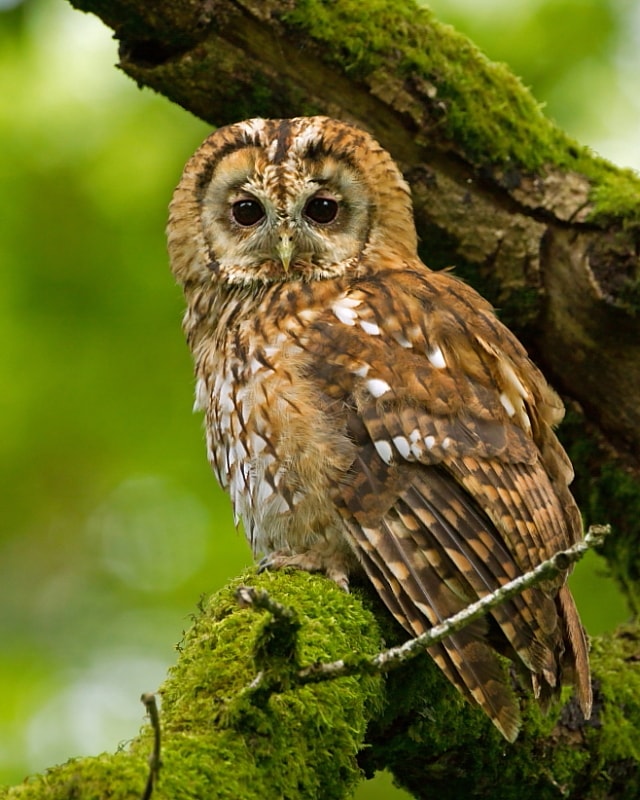 Tawny Owl survey can you help? BirdGuides