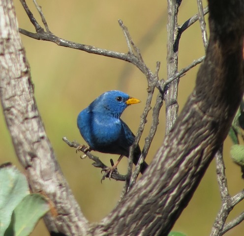 Details : Blue Finch - BirdGuides