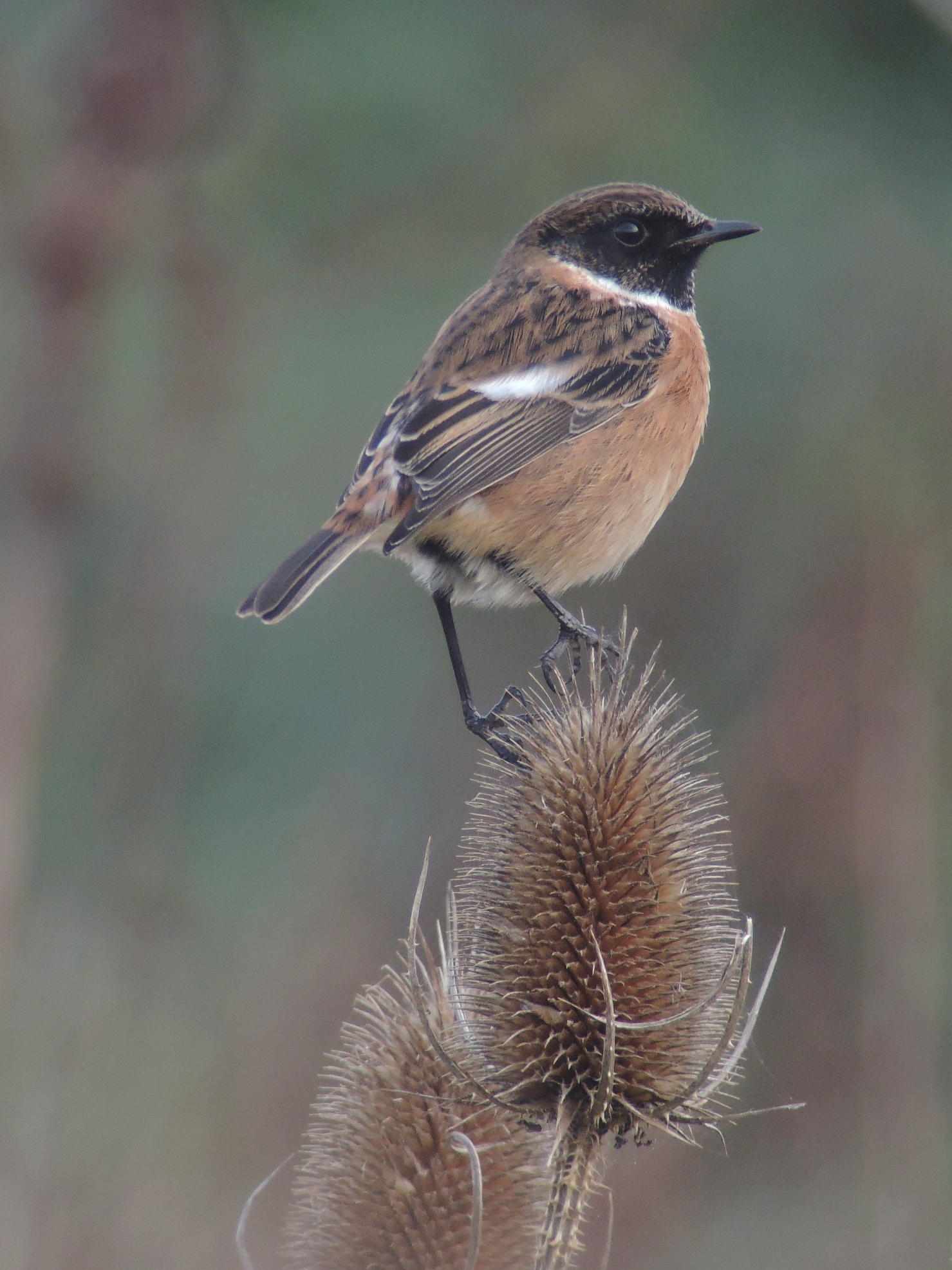Photo of the Week: 7–13 December - BirdGuides