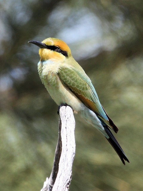 Details Rainbow Bee Eater Birdguides