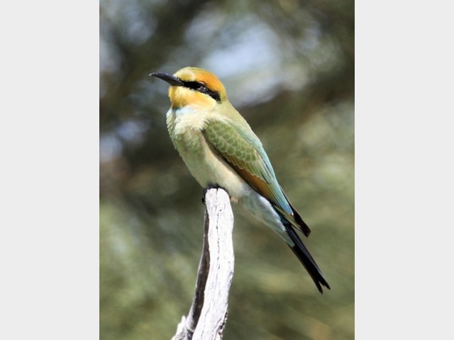 Details Rainbow Bee Eater Birdguides