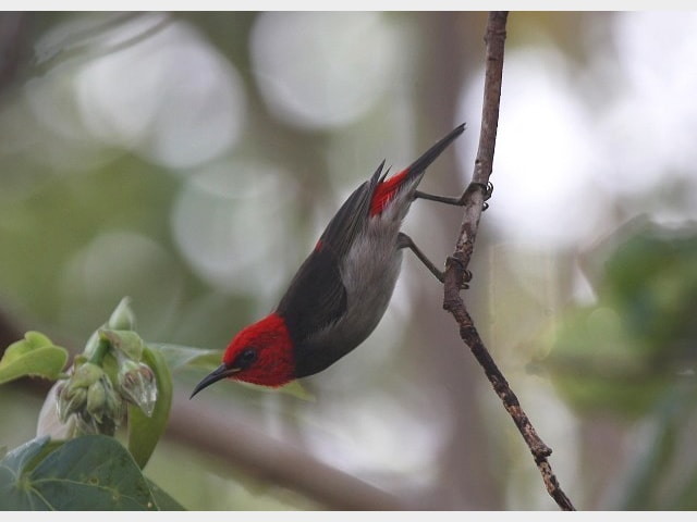 Details Redheaded Myzomela BirdGuides