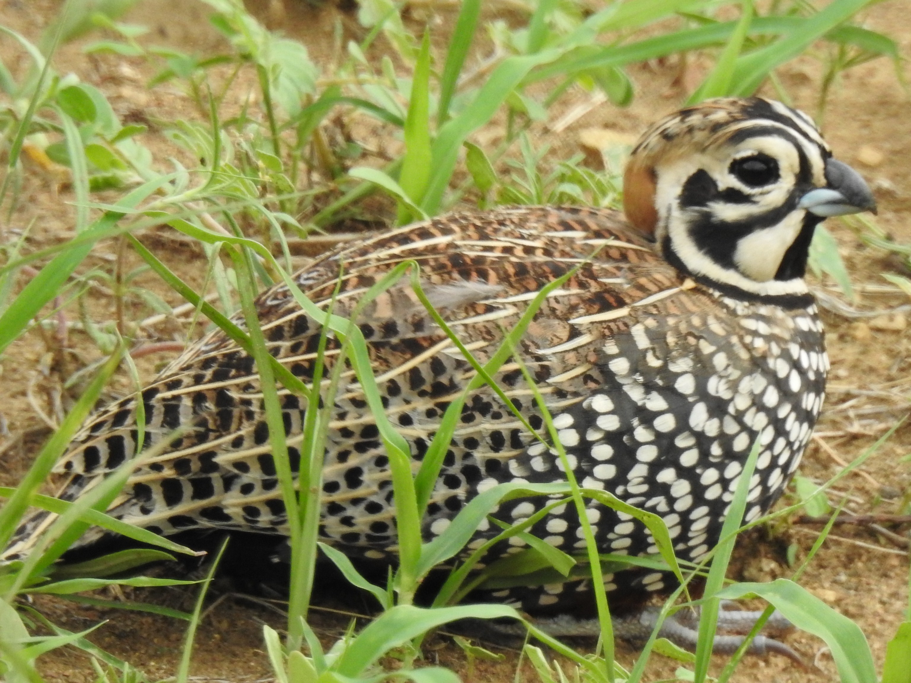 Details Montezuma Quail BirdGuides