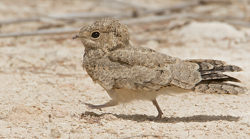 Details Egyptian Nightjar BirdGuides