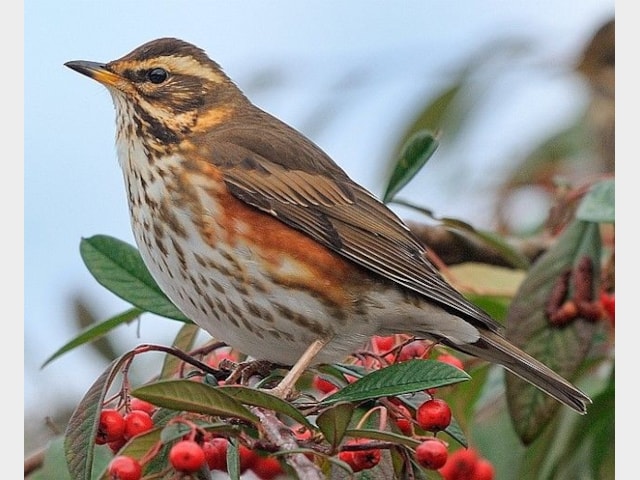 Details Redwing BirdGuides details-redwing-birdguides