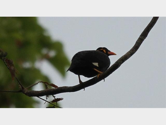Details Common Hill Myna Birdguides Details Common Hill Myna Birdguides
