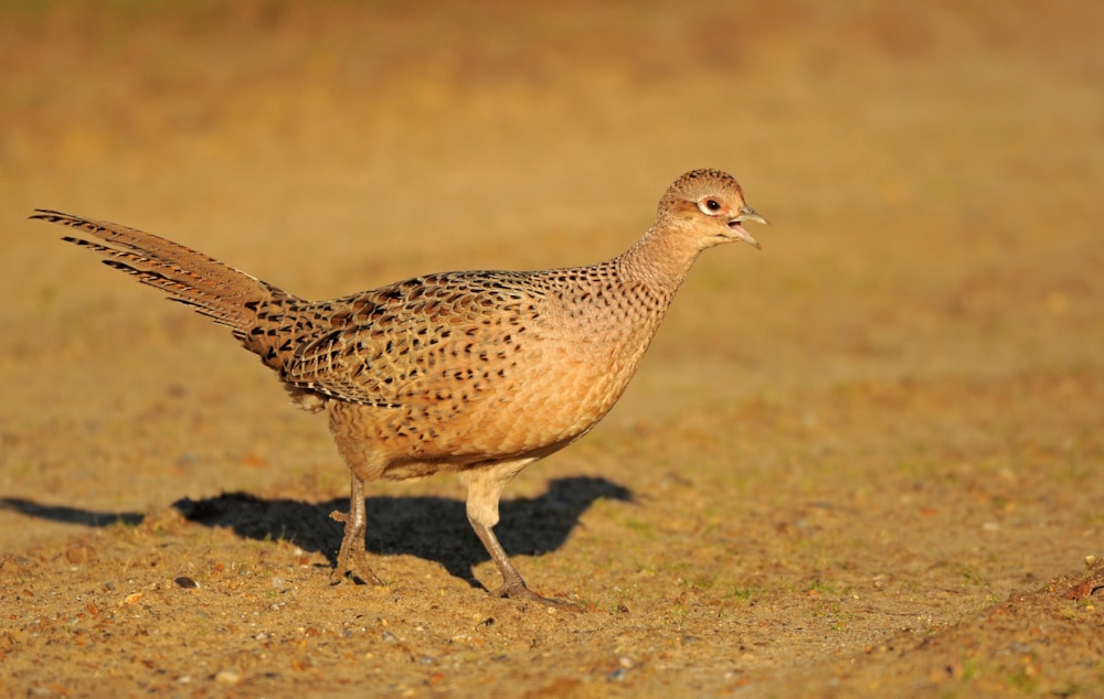 Pheasant Hunting Pheasant hunting, Pheasant, Quail hunting