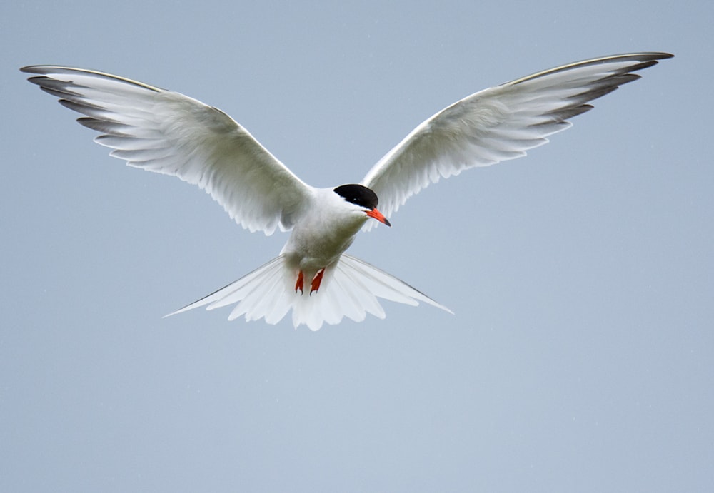 Image result for Common tern