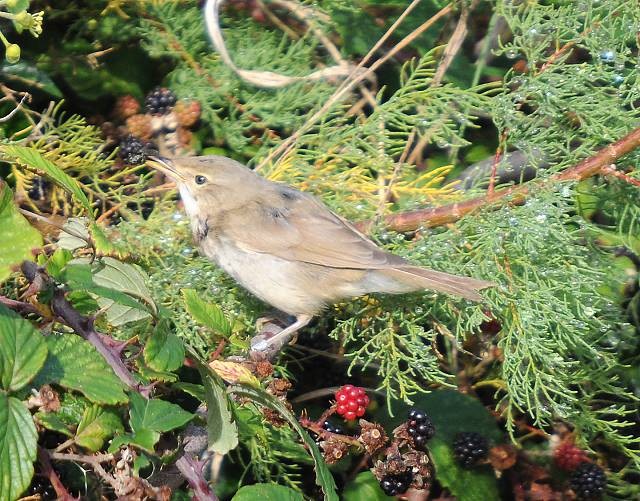 Blyth's Reed Warbler