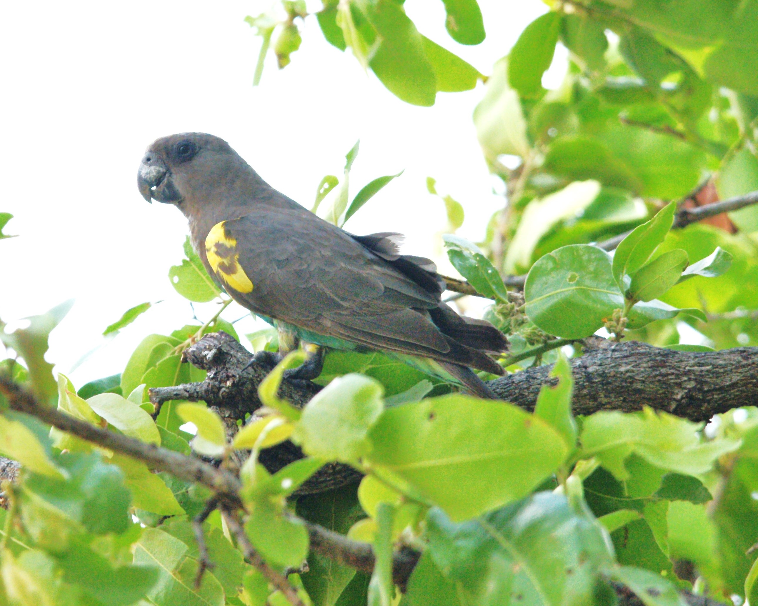 Details Meyer's Parrot BirdGuides