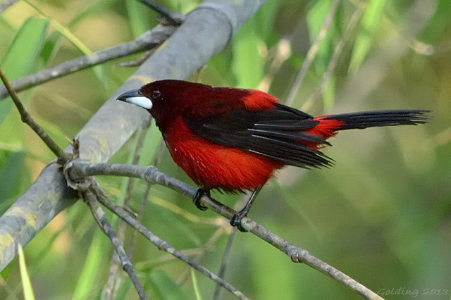 Details : Crimson-backed Tanager - BirdGuides