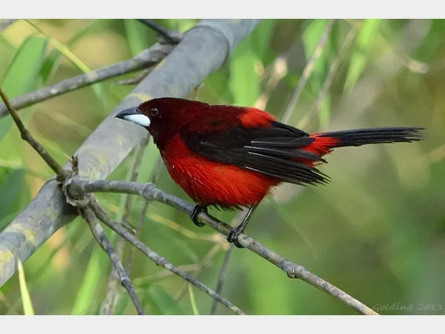 Details : Crimson-backed Tanager - BirdGuides
