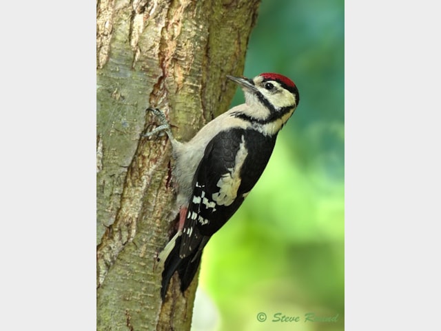 Details Great Spotted Woodpecker Birdguides