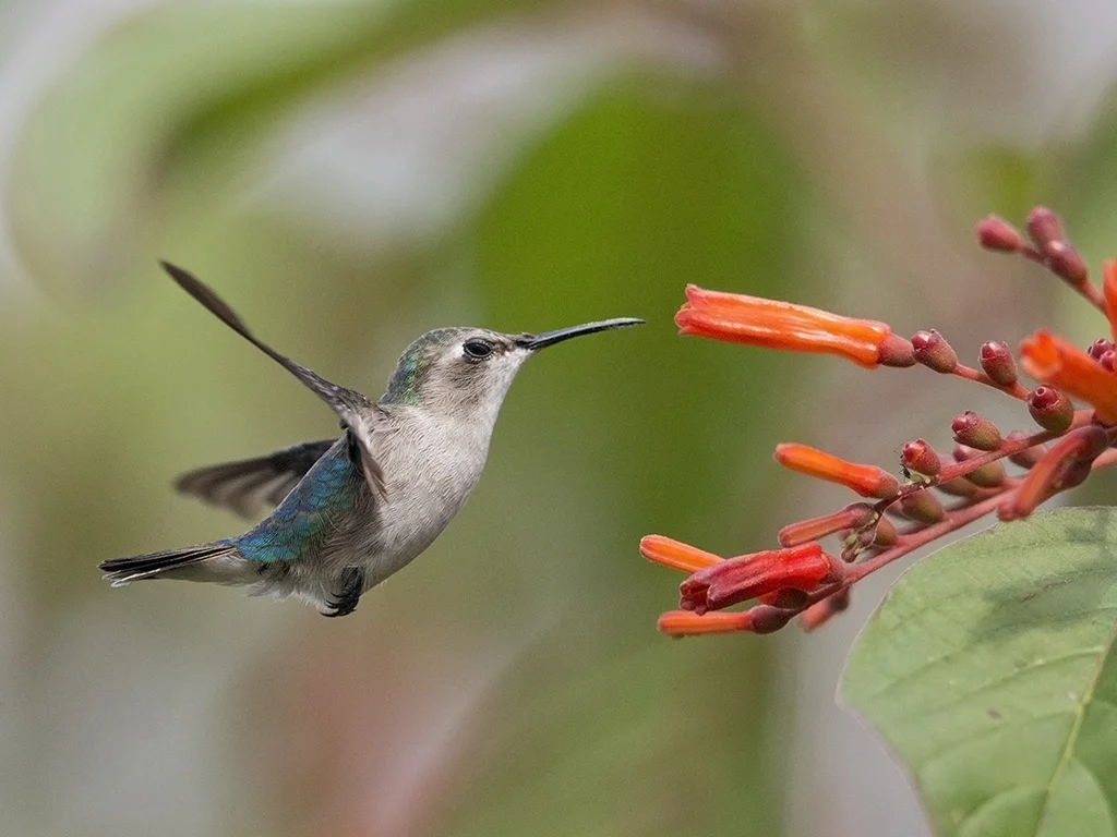 Details : Bee Hummingbird - BirdGuides