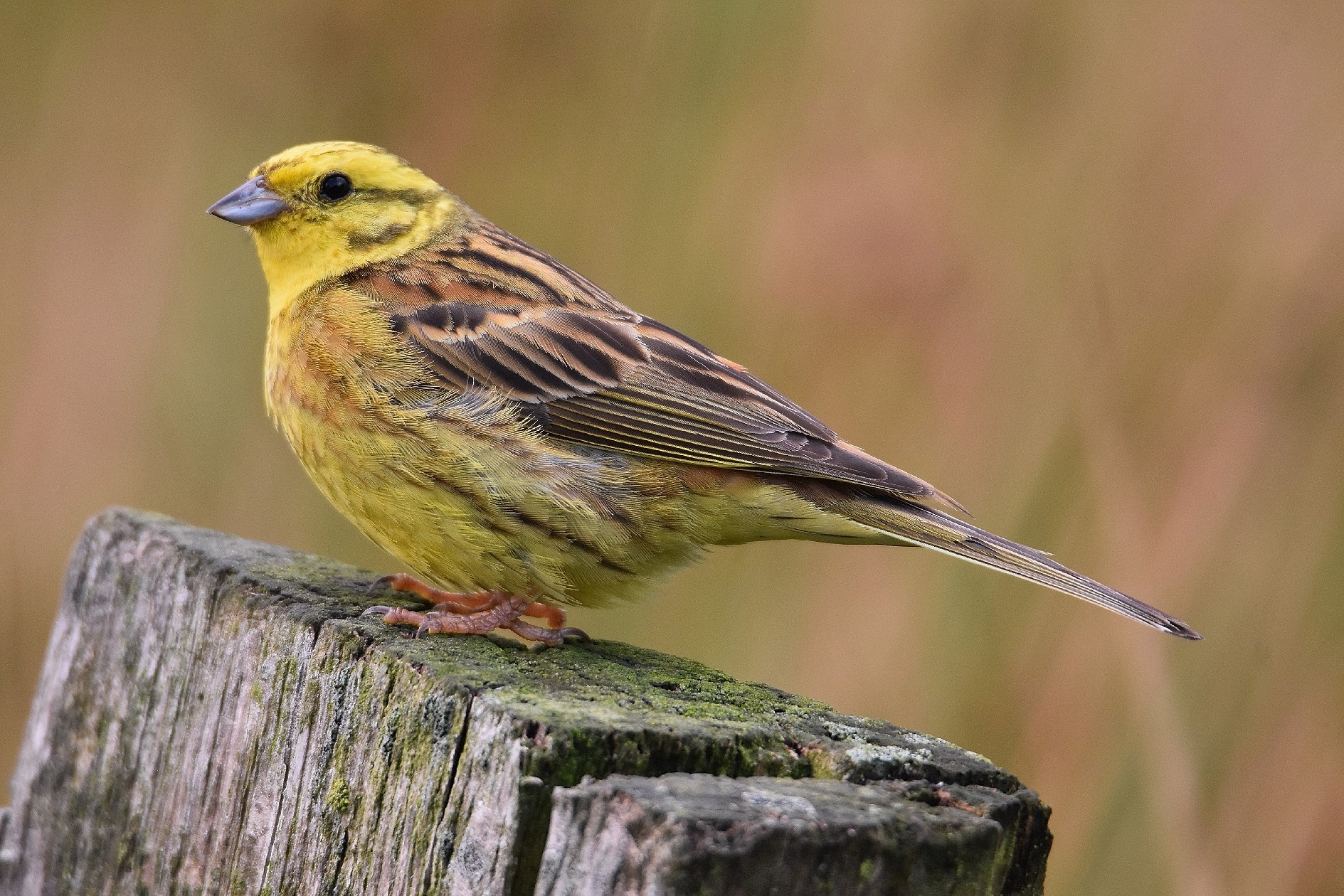 Lost Yellowhammer dialects remain preserved in New Zealand BirdGuides
