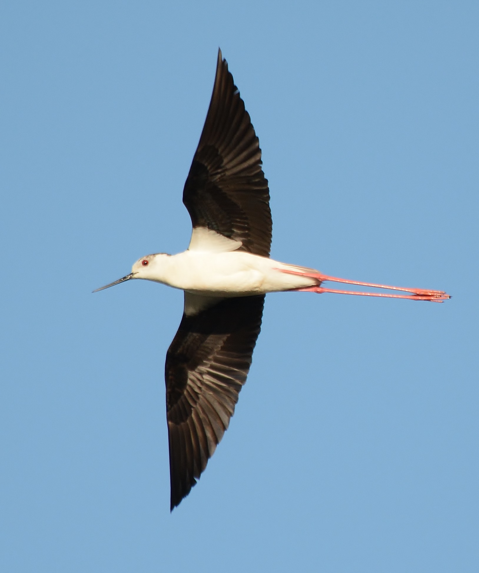 Blackwinged Stilt chicks hatch in Kent and West Sussex BirdGuides