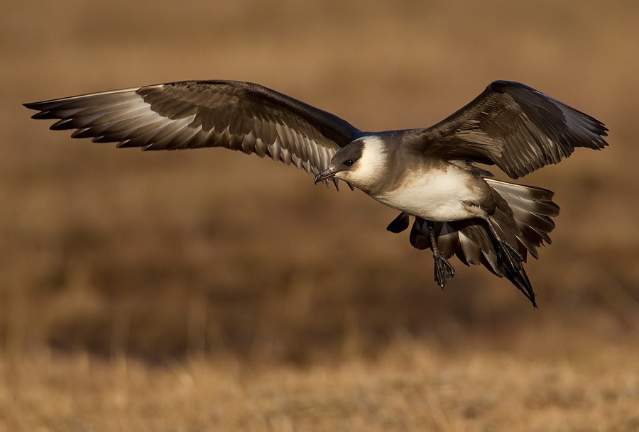 Europe's largest Arctic Skua colony suffers rapid decline - Vimarsana News