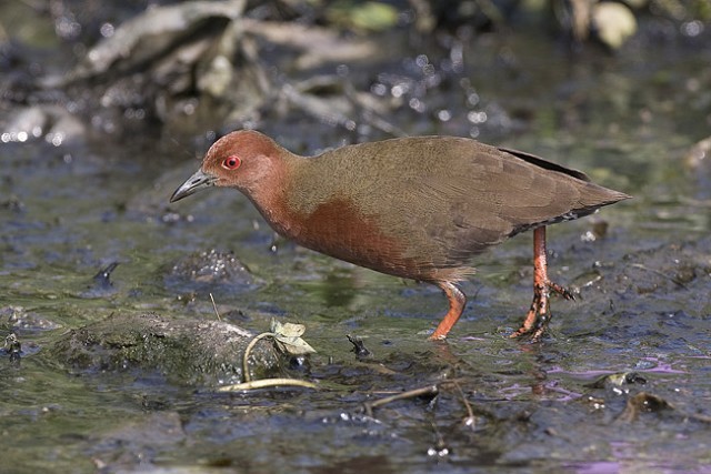 Details : Ruddy-breasted Crake - BirdGuides