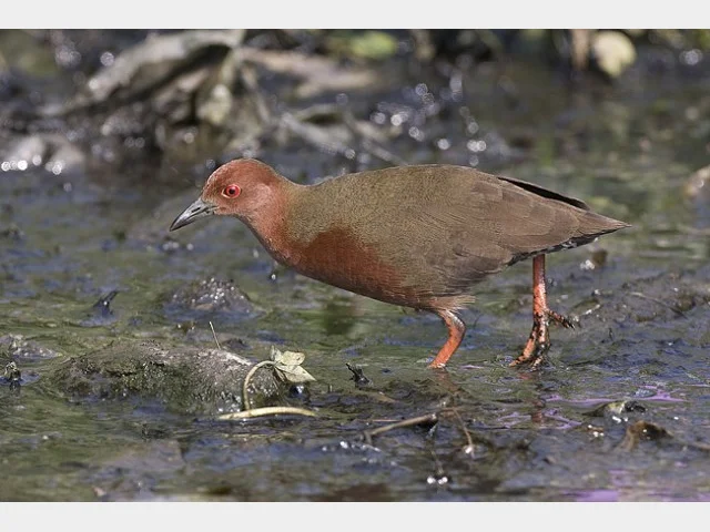 Details : Ruddy-breasted Crake - BirdGuides