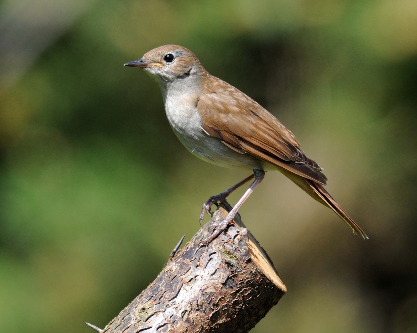 Nightingale Nightingale
